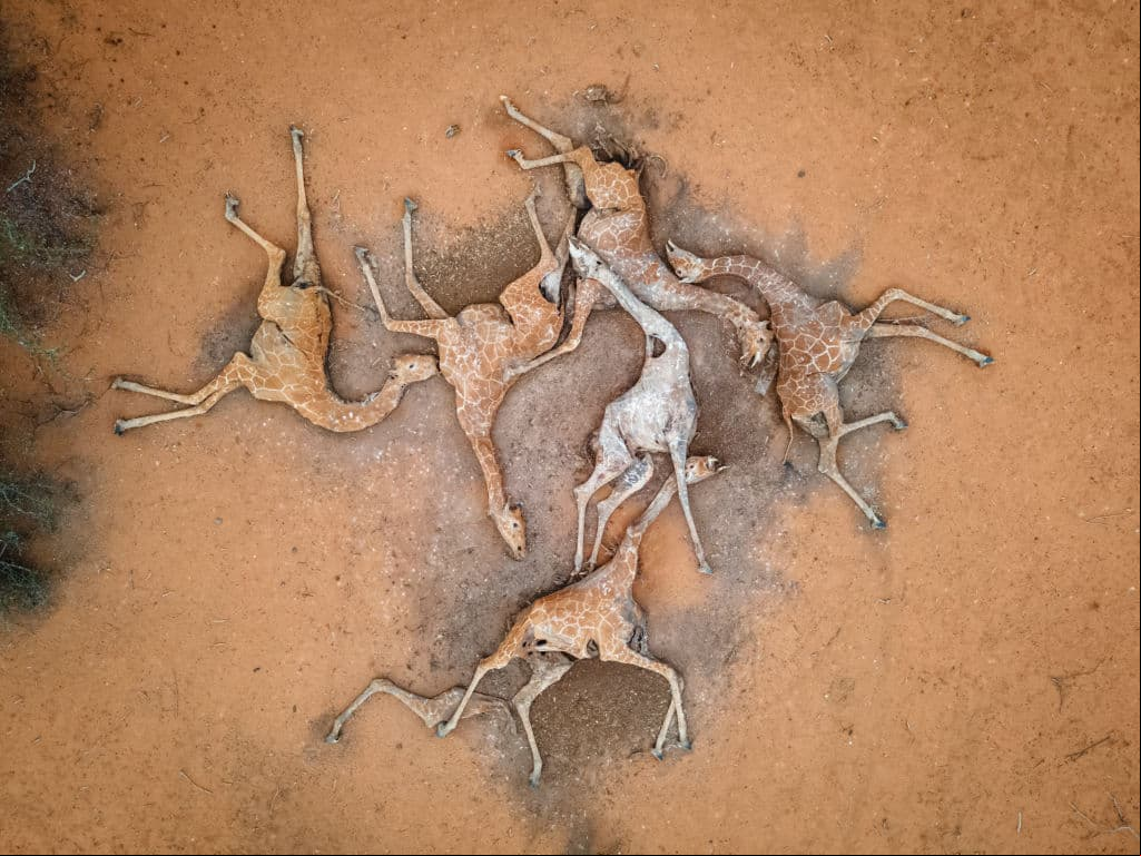 Las imágenes de las jirafas muertas de sed que dan la vuelta al mundo como alerta del cambio climático
