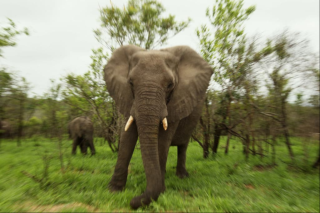 Un elefante pisotea hasta la muerte a un cazador furtivo y salva a su manada