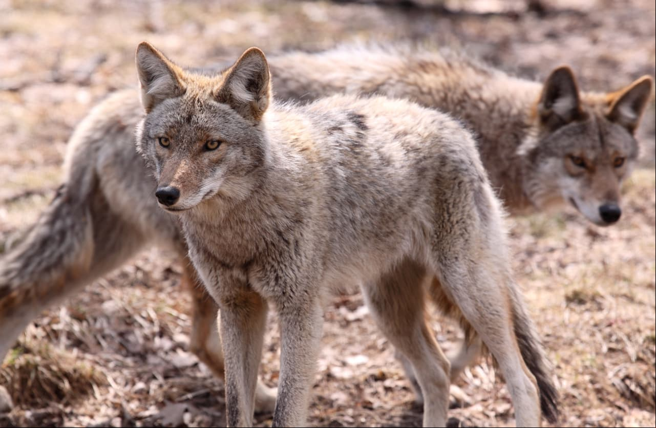 Coyotes son sacrificados después de morder una persona en Scottsdale