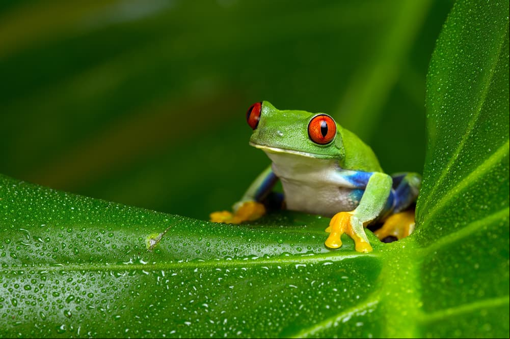 5 animales que predicen el clima: ¿cómo lo hacen?
